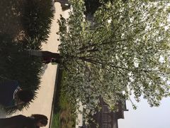 iphone_upload_pic-西安青龙寺遗址景区