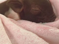 -浣熊柯尔鸭土拨鼠·电玩咖