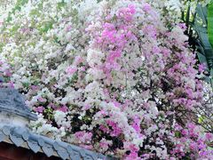 -深圳国际园林花卉博览园
