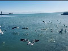 -青海湖国家重点风景名胜区