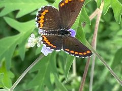 -北京西山国家森林公园
