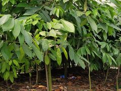 -歌斐颂巧克力小镇