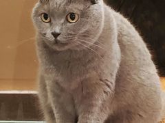 -猫小院猫主题餐厅(三里屯店)