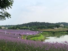 -大塘金香草谷