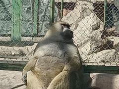 -新疆天山野生动物园