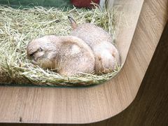 -藦茜花园宠物主题亲子互动体验馆(国顺东路店)
