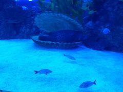 -芜湖新华联大白鲸海洋公园