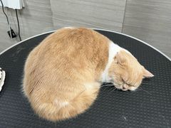 -宠颐生斯嘉宠物医院·急重症·心内科(谷阳北路分院)
