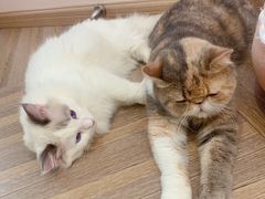 -酷豆宠物咖啡·宠物美食·撸猫馆