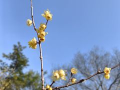-顾村公园