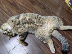 -艾吉宠物医院·疑难杂症转诊中心·猫友好(碧江路院)