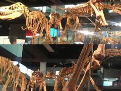 -墨尔本博物馆(Melbourne Museum)