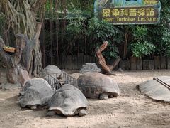 -广州长隆飞鸟乐园