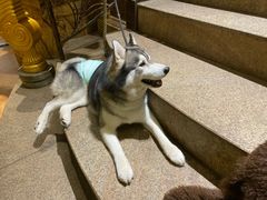 -more than meow吴止猫主题餐厅(承德 中船汇店)