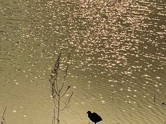 -野鸭湖国家湿地公园