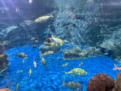 -香港海洋公园