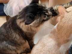 -鼓捣猫呢主题猫咖店