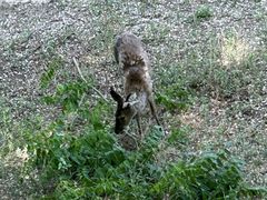 -北京麋鹿生态实验中心