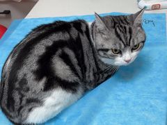 -瑞派·关忠动物医院·猫专科·犬专科(三环新城店)