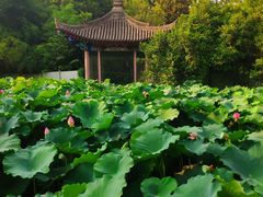 -莲湖公园