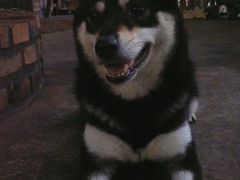 -柴犬高等学院·狗咖·柴犬售卖·宠物训练