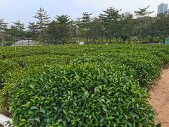 -美的鹭湖森林度假区