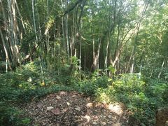 -上海佘山国家森林公园天马山园