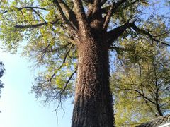 -镇江市南山风景名胜区竹林景区