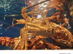 -陶陶居·雅园(凯华国际店)