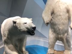 -海合安青岛极地海洋公园