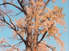 -千年银杏谷文化旅游区