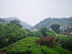 -龙井村