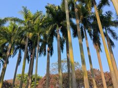 -番禺大夫山森林公园