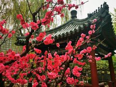 -月坛公园