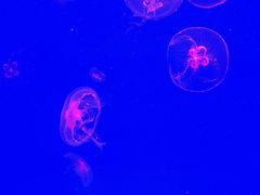 -福州罗源湾海洋世界旅游区