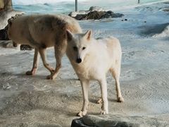 -珠海长隆海洋王国