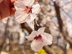 -桃花堤公园