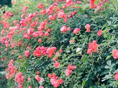 -桤木河湿地公园