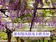 -嘉定紫藤园