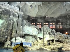 -帝企鹅自助餐厅•儿童岛•真企鹅(长隆企鹅酒店)