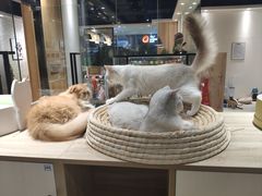 -藏猫猫咖啡主题馆(中央大道店)