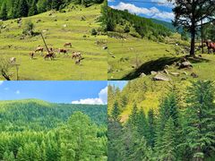-芦芽山旅游度假区