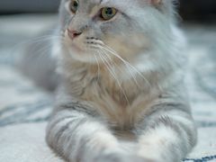 -十年猫舍·猫咪专门店(普陀店)