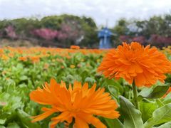 -广州市流溪河国家森林公园