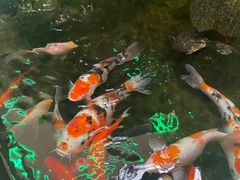 -丽江庭院之爱在路上(西单店)