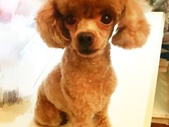 -美联众合动物医院(·中兽医·疑难杂症·严家桥分院)