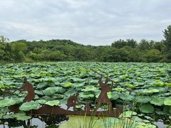 -盘龙城国家考古遗址公园