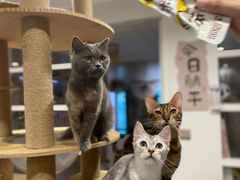 -楼上猫咖(罗湖店)
