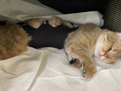 -纳吉亚猫专科动物医院(康都外科中心)