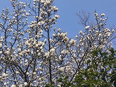 -扬州大运河文化旅游度假区·盆景园